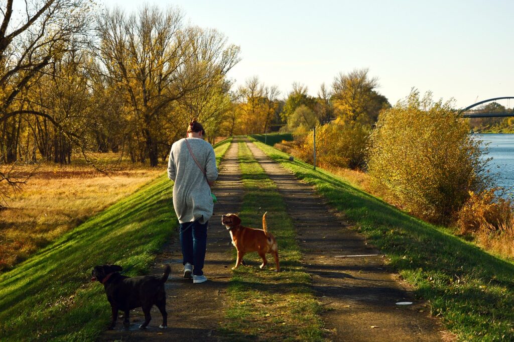 Pet Sitter